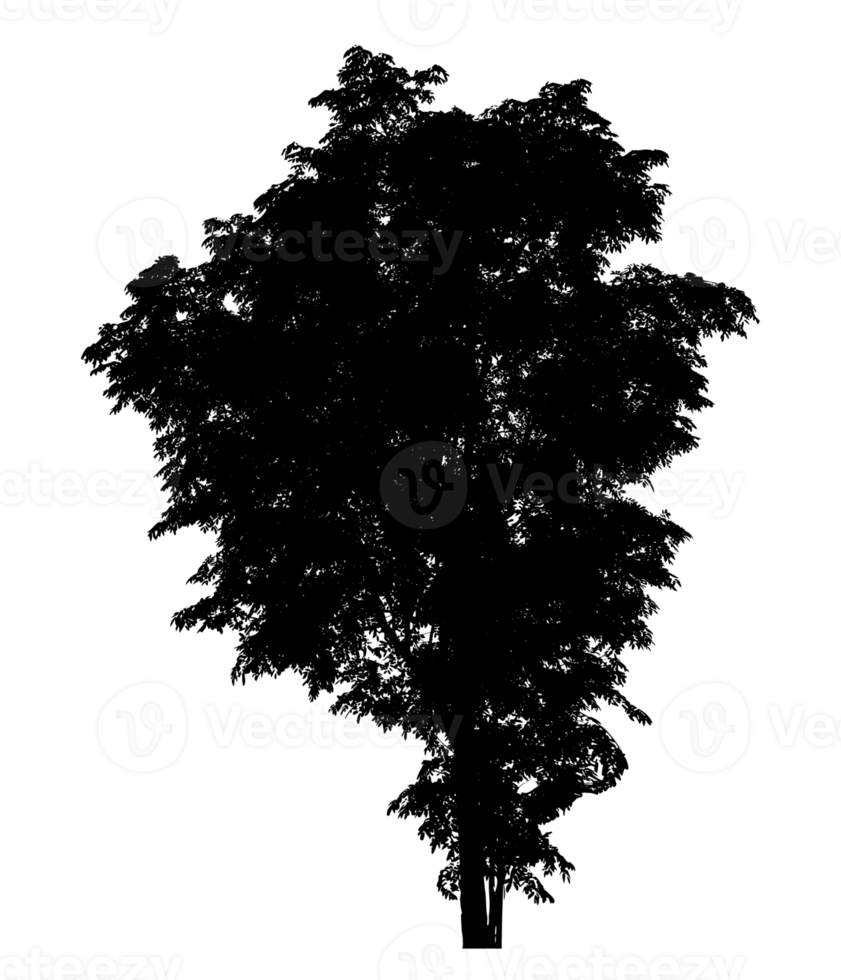 tree silhouette on transparent background and foliage in summer with cut path and alpha channel png