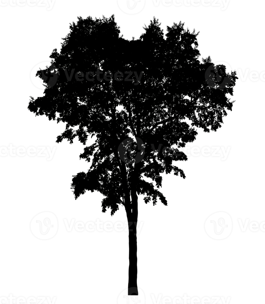 Isolated tree silhouette on transparent background png