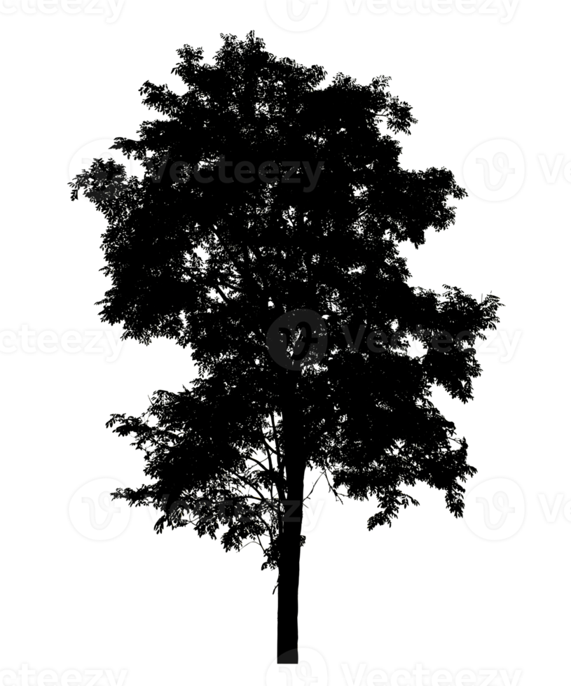 tree silhouette on transparent background png