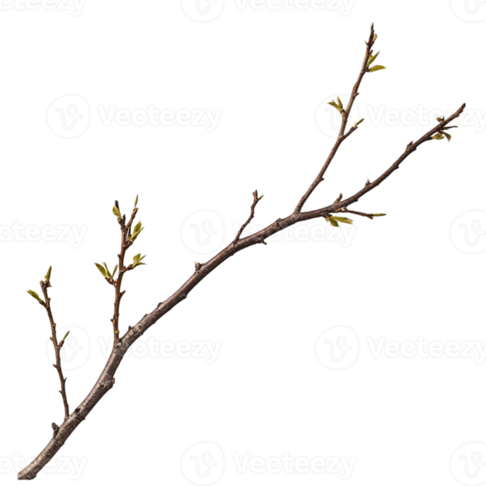 Isolated Branch Nature's Elegant Design art twig isolated on transparent background png