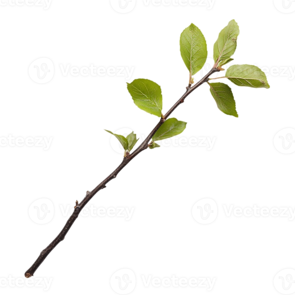 Isolated Tree Branch Nature's Elegance art twig isolated on transparent background png