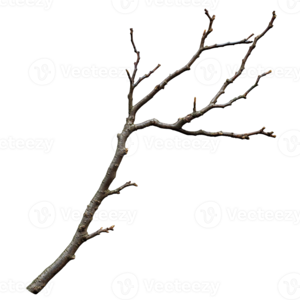 Isolated Tree Branch Nature's Elegance wood twig isolated on transparent background png
