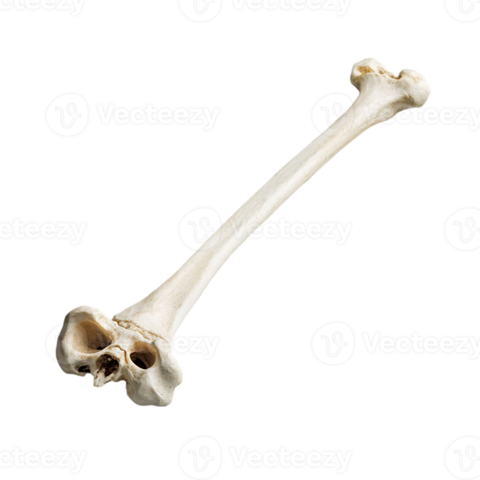 Isolated Bone Anatomy Medical Illustration 3d rib isolated on transparent background png