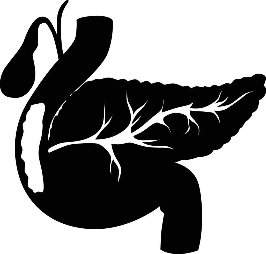 Pancreas silhouette. Human body organ illustration vector