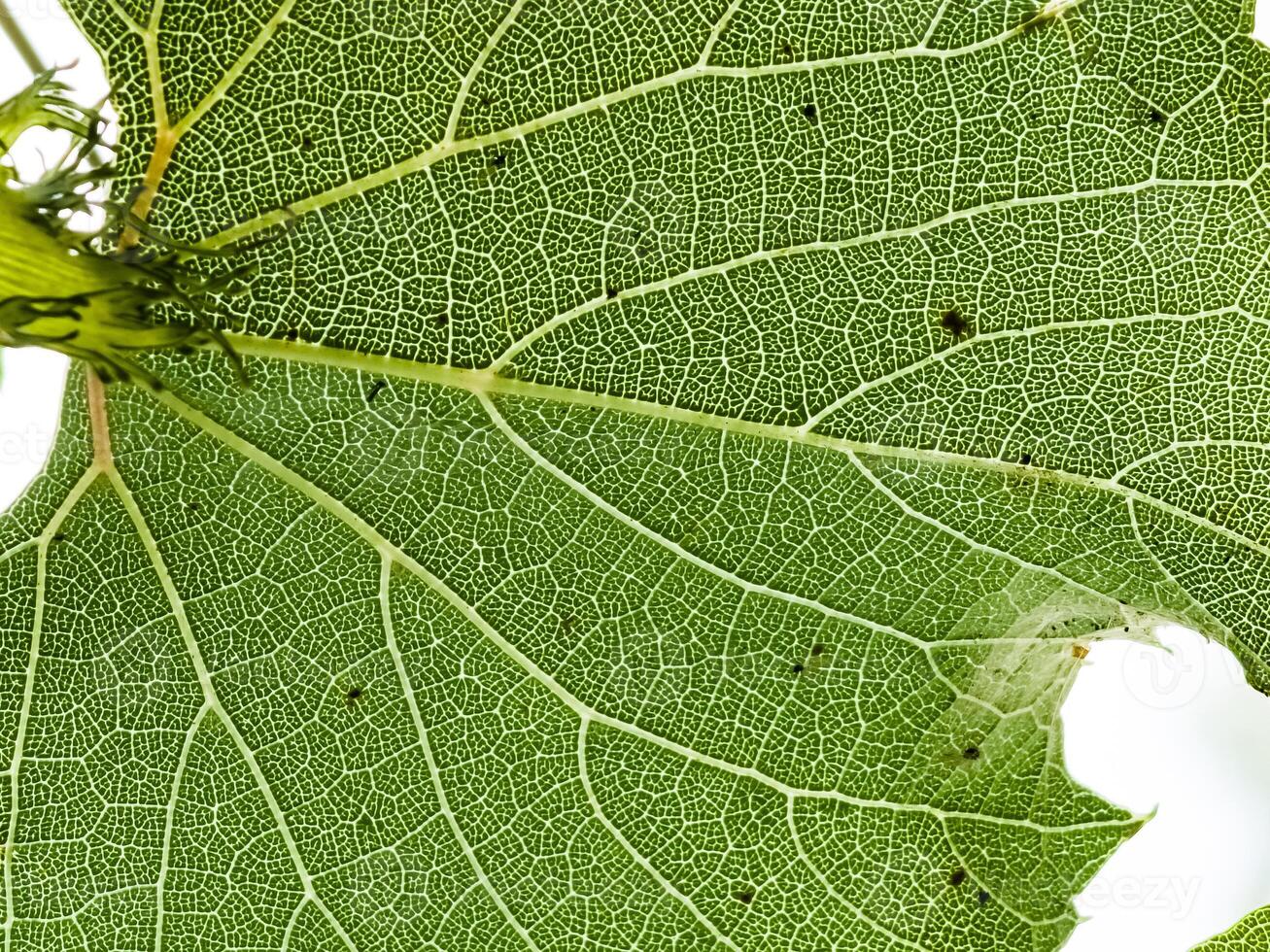 Single grape leaf in the close macro photo