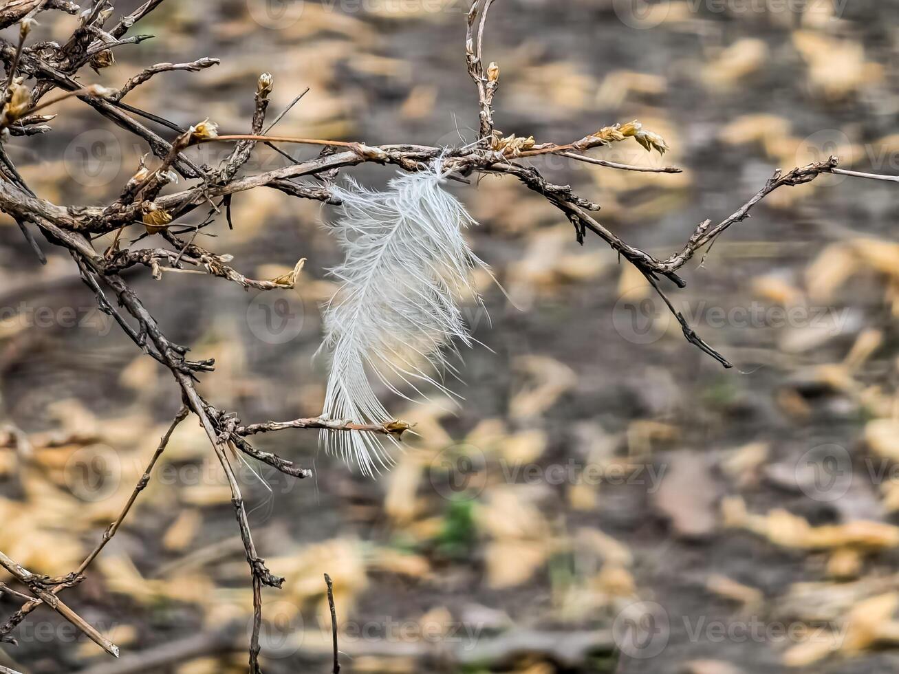 Small white bird feather on a branch. A white feather hangs on a dry bush. Close-up on a soft background photo