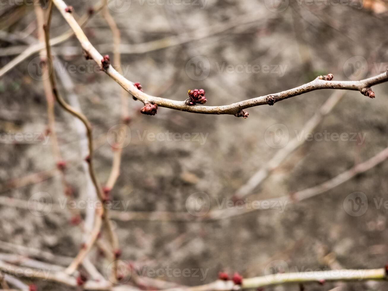 Bright pink beautiful buds Japan Queens in the garden on the branches of a bush in winter photo