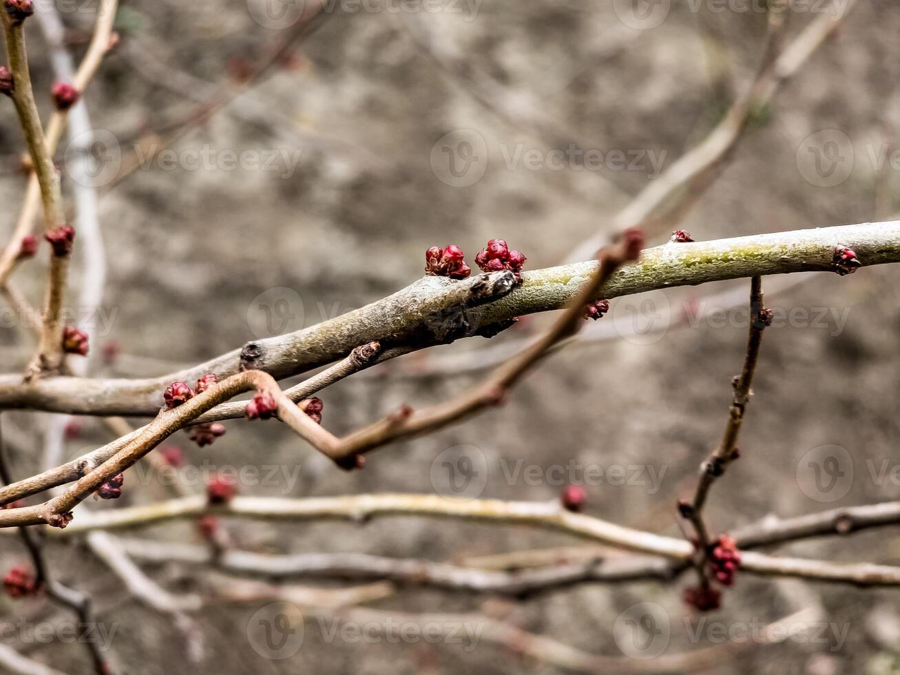 Bright pink beautiful buds Chaenomeles japonica in the garden on the branches of a bush in winter photo