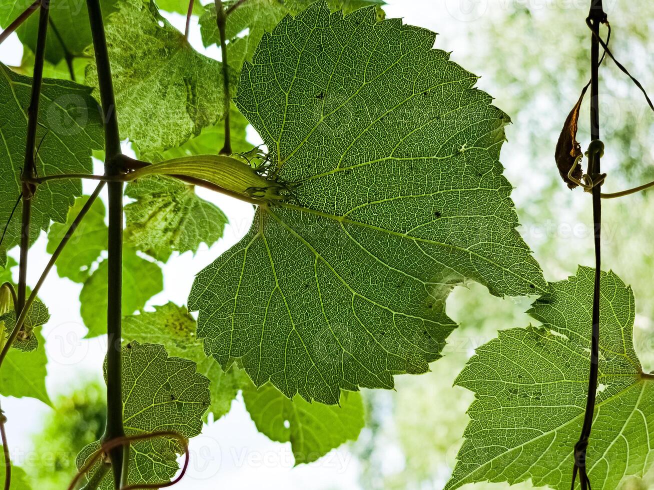 Vine leaves and sparkling sunlight photo