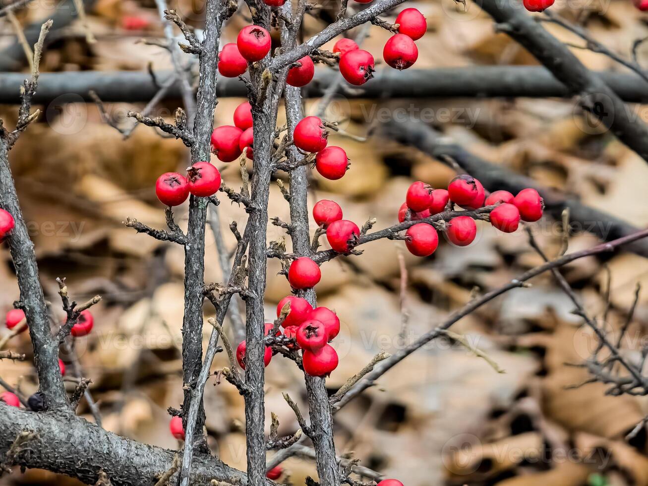 Branches with red berries, Latin name Cotoneaster Horizontalis photo