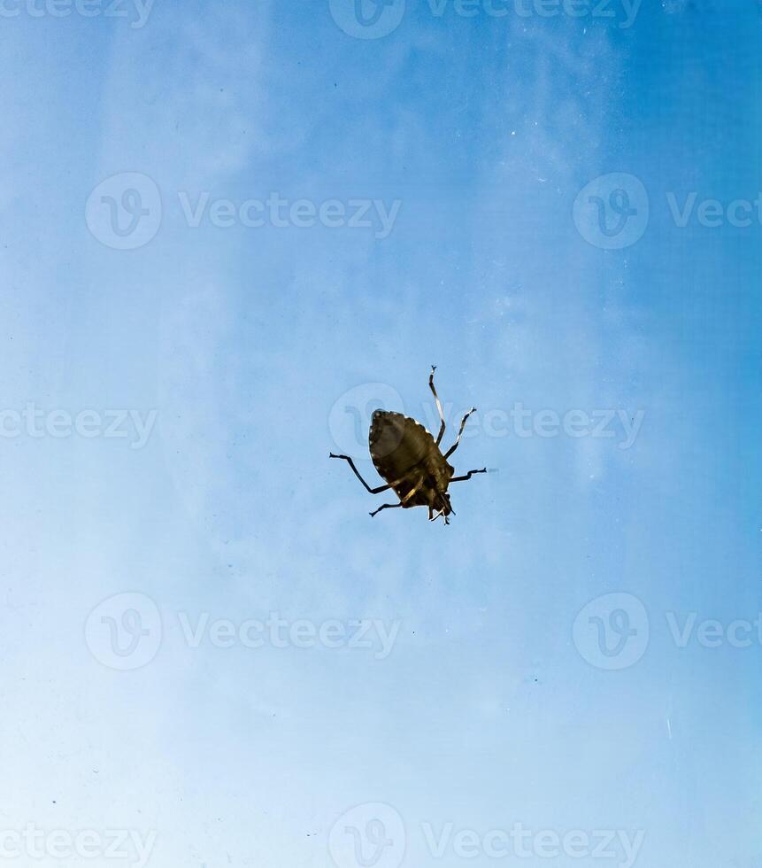 Halyomorpha halys on glass against the sky. View from the inside photo