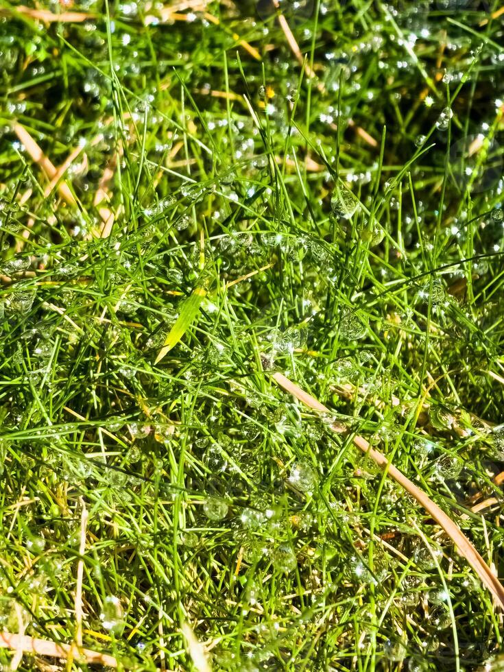 Beautiful shine of water drops in the sun. Drops of dew glow in the sun on the grass photo