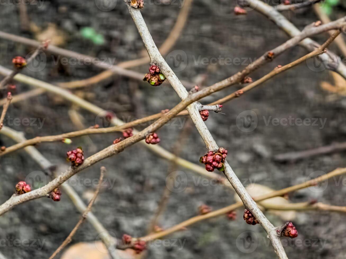 Bright pink beautiful buds Japan Queens lat. Chaenomeles japonica in the garden on the branches of a bush in winter photo