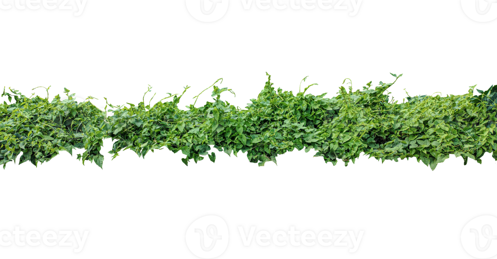 Green Ivy Border, a row of green plants on a background, Dense Green Vine Foliage Cascading Downward on transparent background png