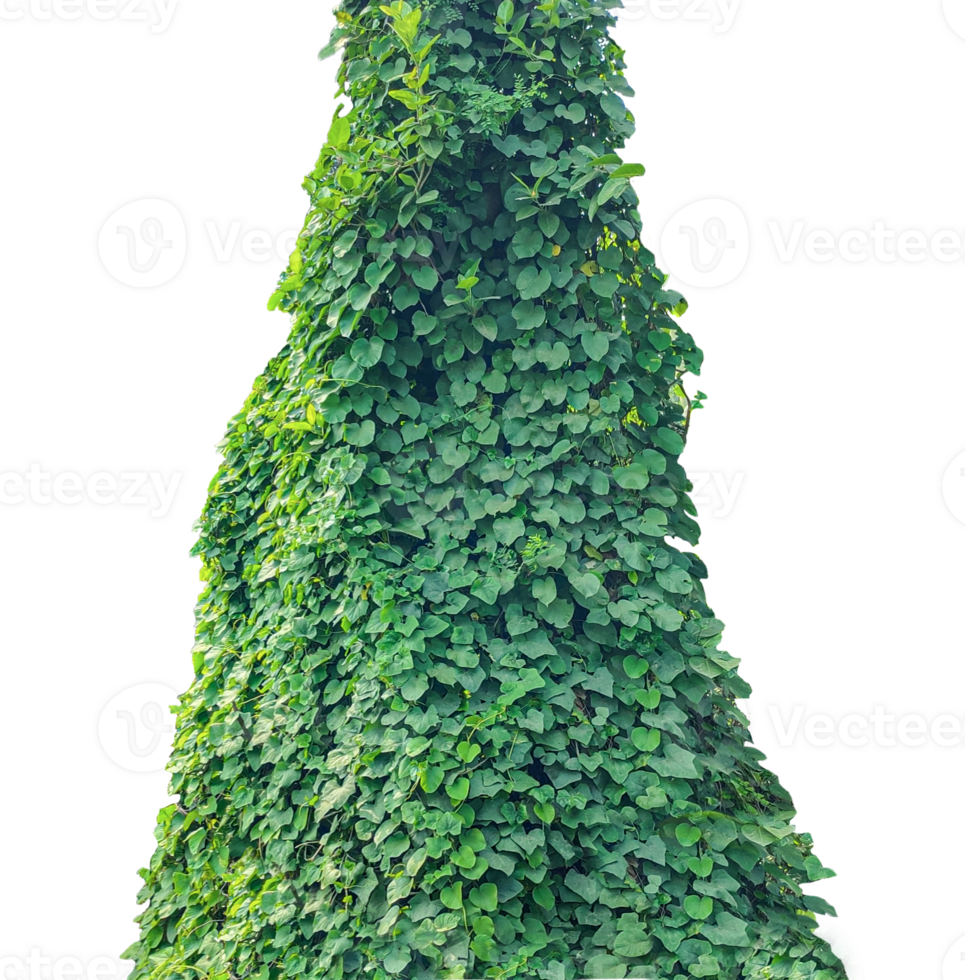 green christmas tree isolated, Lush Green Climbing Plant, a large green plant vine on a transparent background, a tall green plant with leaves on wall, Lush Green Ivy plant frame , green ivy on a wall png
