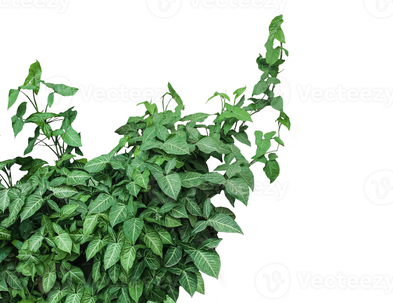 Green Climbing Plant, a syngonium podophyllum plant with leaves on a background, png