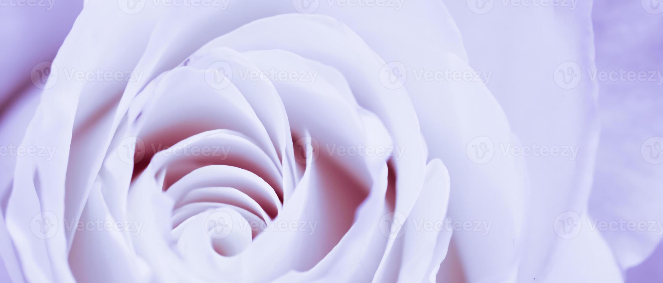 Soft focus, abstract floral background, violet rose flower. Macro flowers backdrop for holiday brand design photo