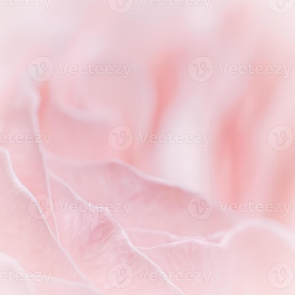 Pink pale rose flower petals, soft focus. Macro flowers backdrop photo