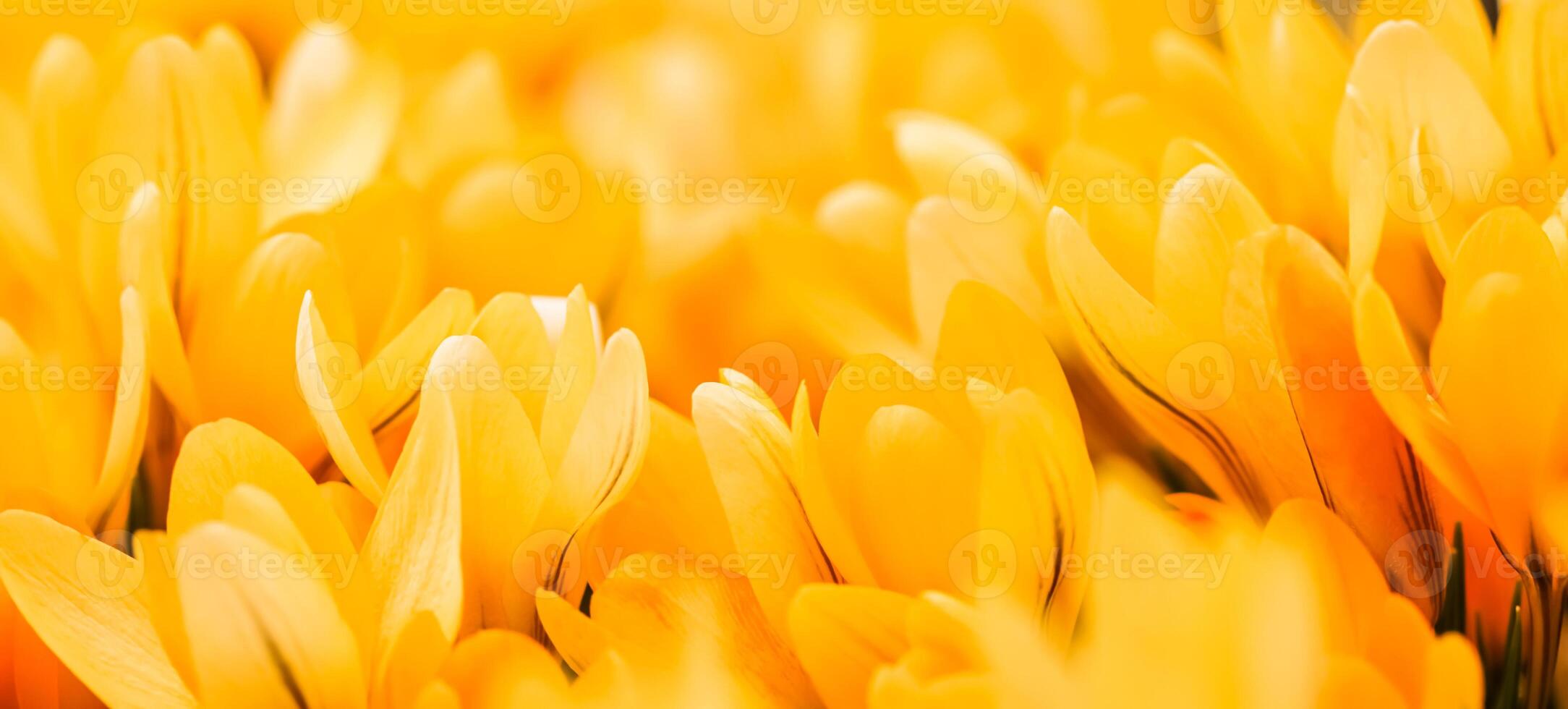 Yellow crocus flowers. Macro floral background for holiday design photo