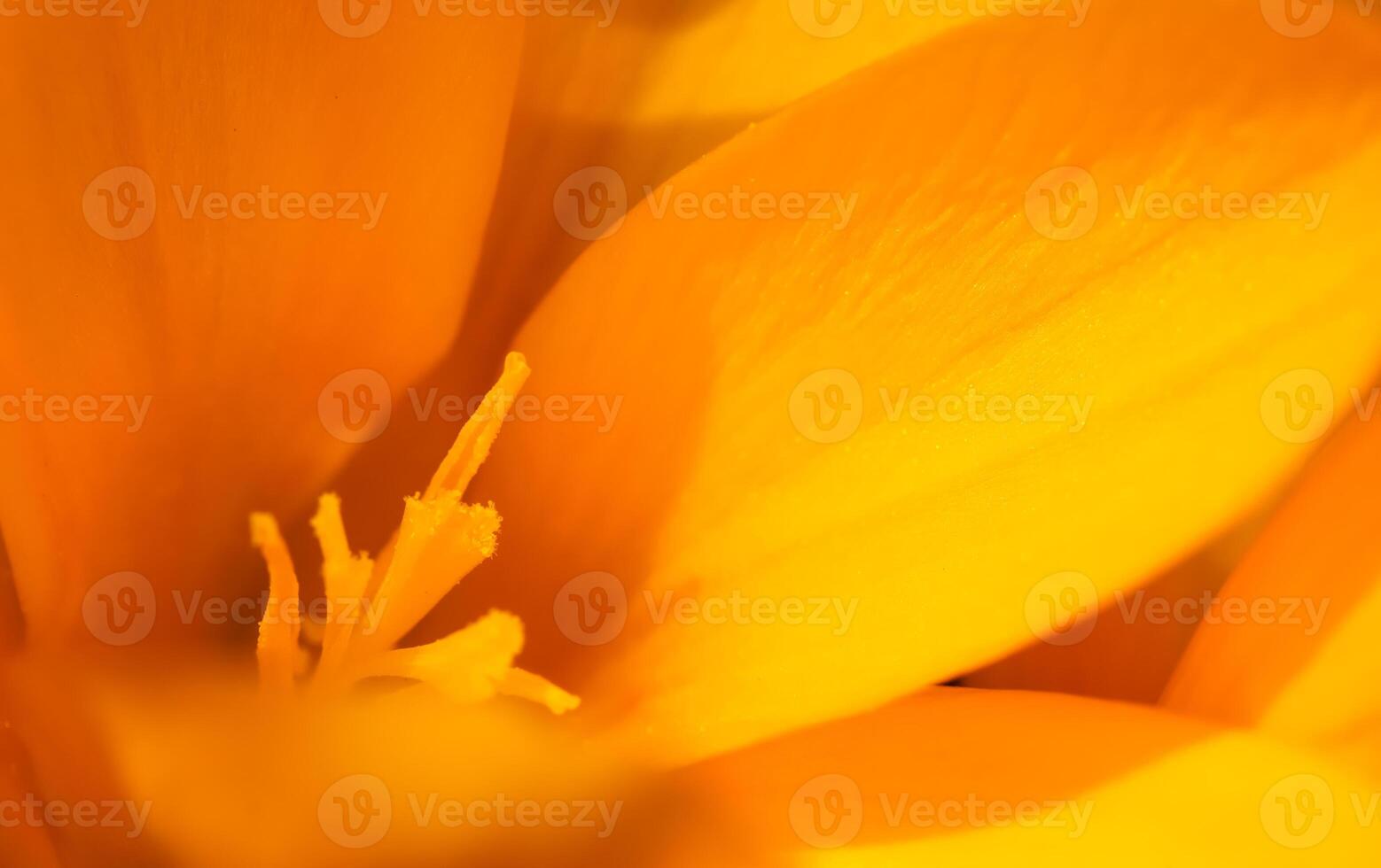 Abstract floral background, yellow crocus flowers. Macro flowers backdrop for holiday brand design photo
