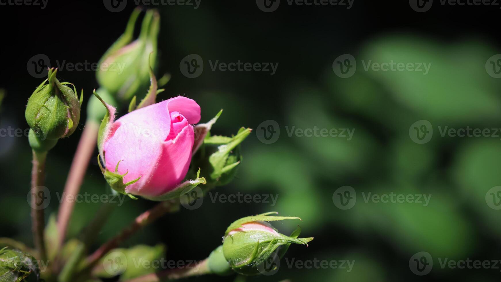 Soft pink rose and buds on dark background. Perfect for greeting cards for birthday, Valentine's Day and Mother's Day photo