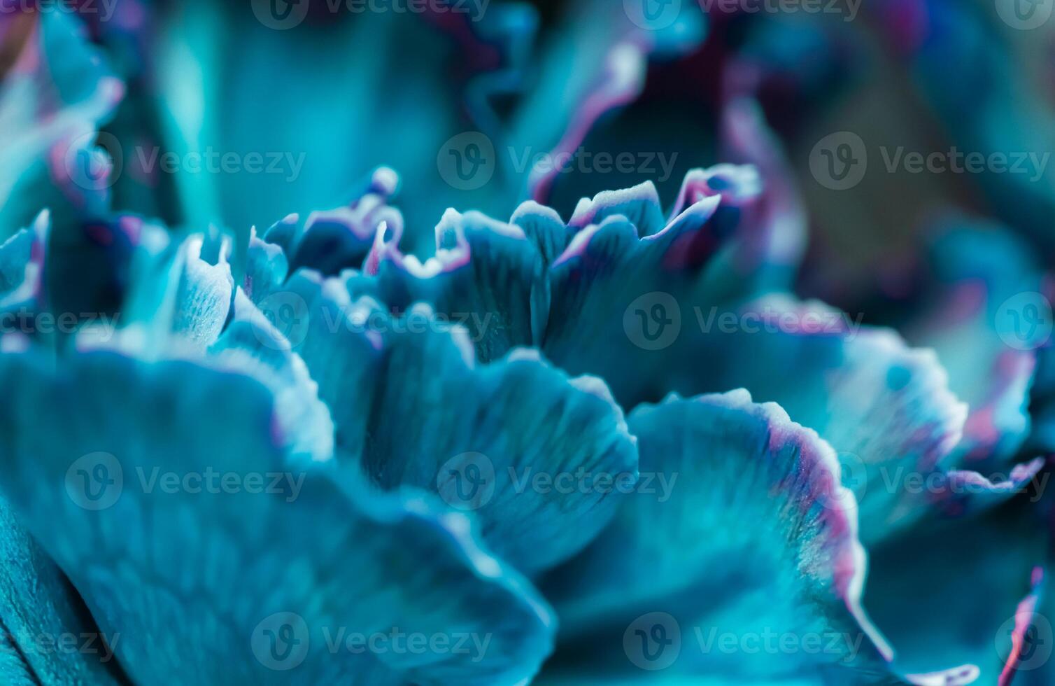 Abstract floral background, blue carnation flower. Macro flowers backdrop for holiday brand design photo