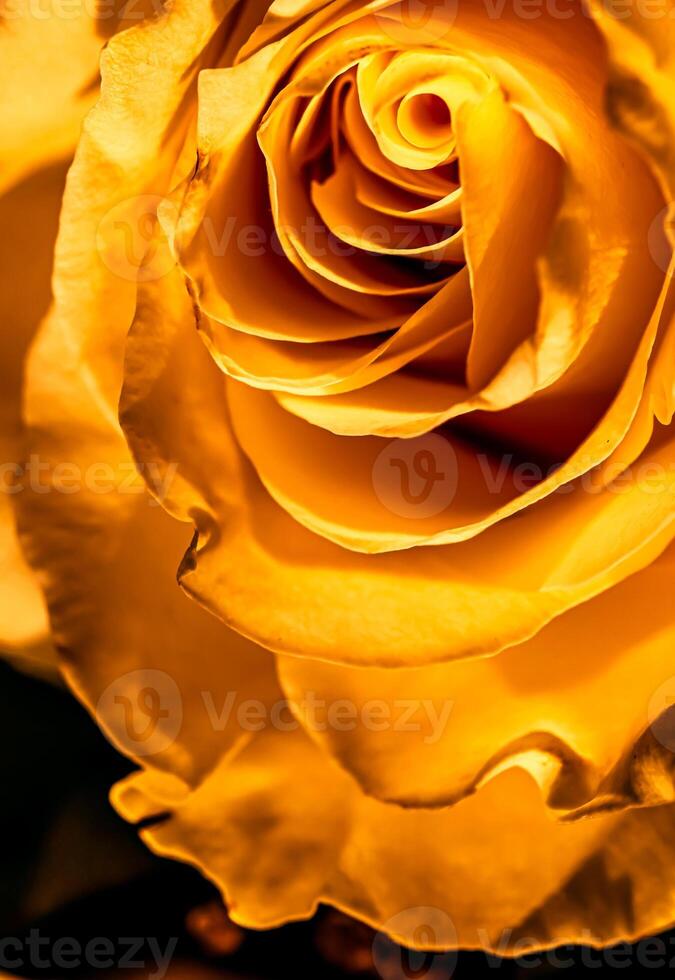 Botanical concept, invitation card - Soft focus, abstract floral background, golden rose flower. Macro flowers backdrop for holiday brand design photo