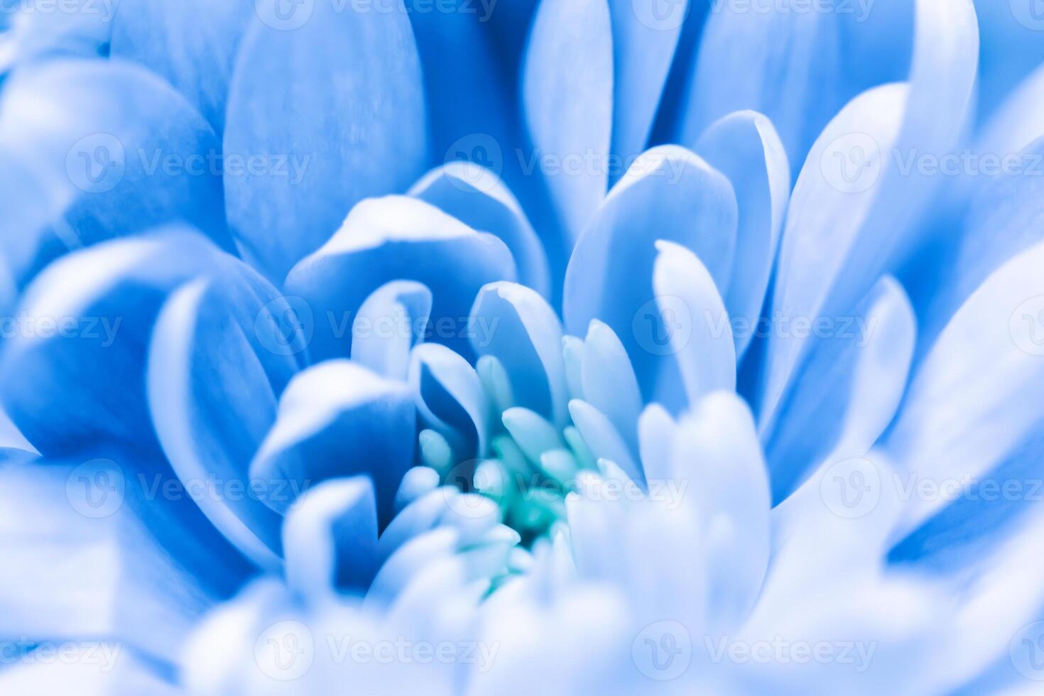 Abstract floral background, blue chrysanthemum flower. Macro flowers backdrop for holiday brand design photo