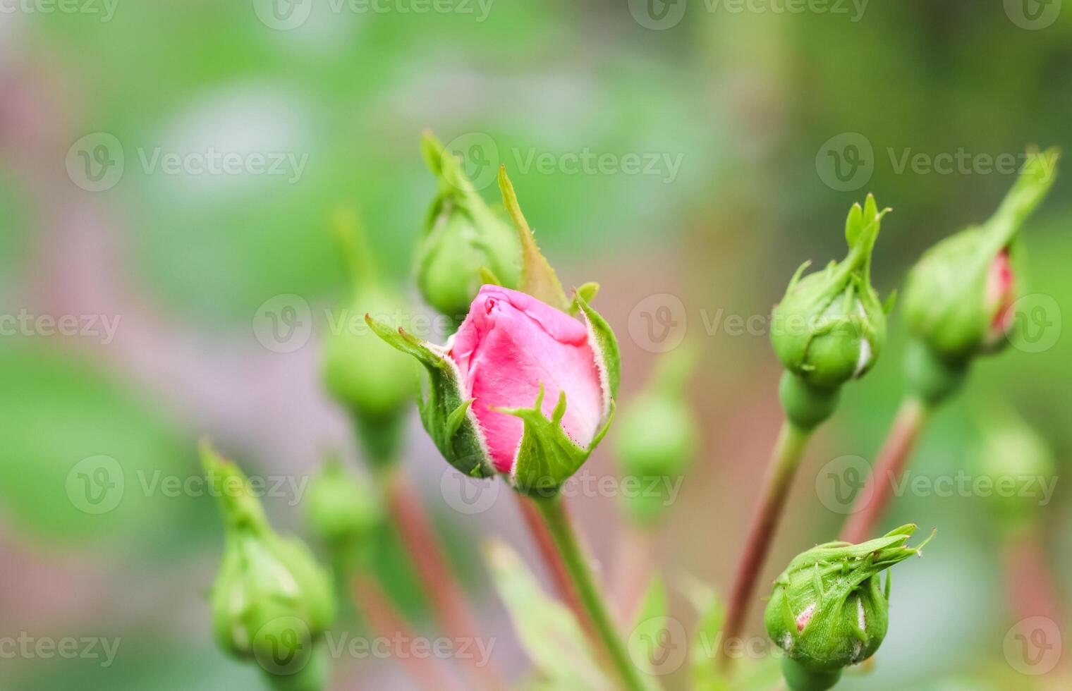 Pink rose Bonica buds in the garden. Perfect for background of greeting cards for birthday, Valentine's Day and Mother's Day photo