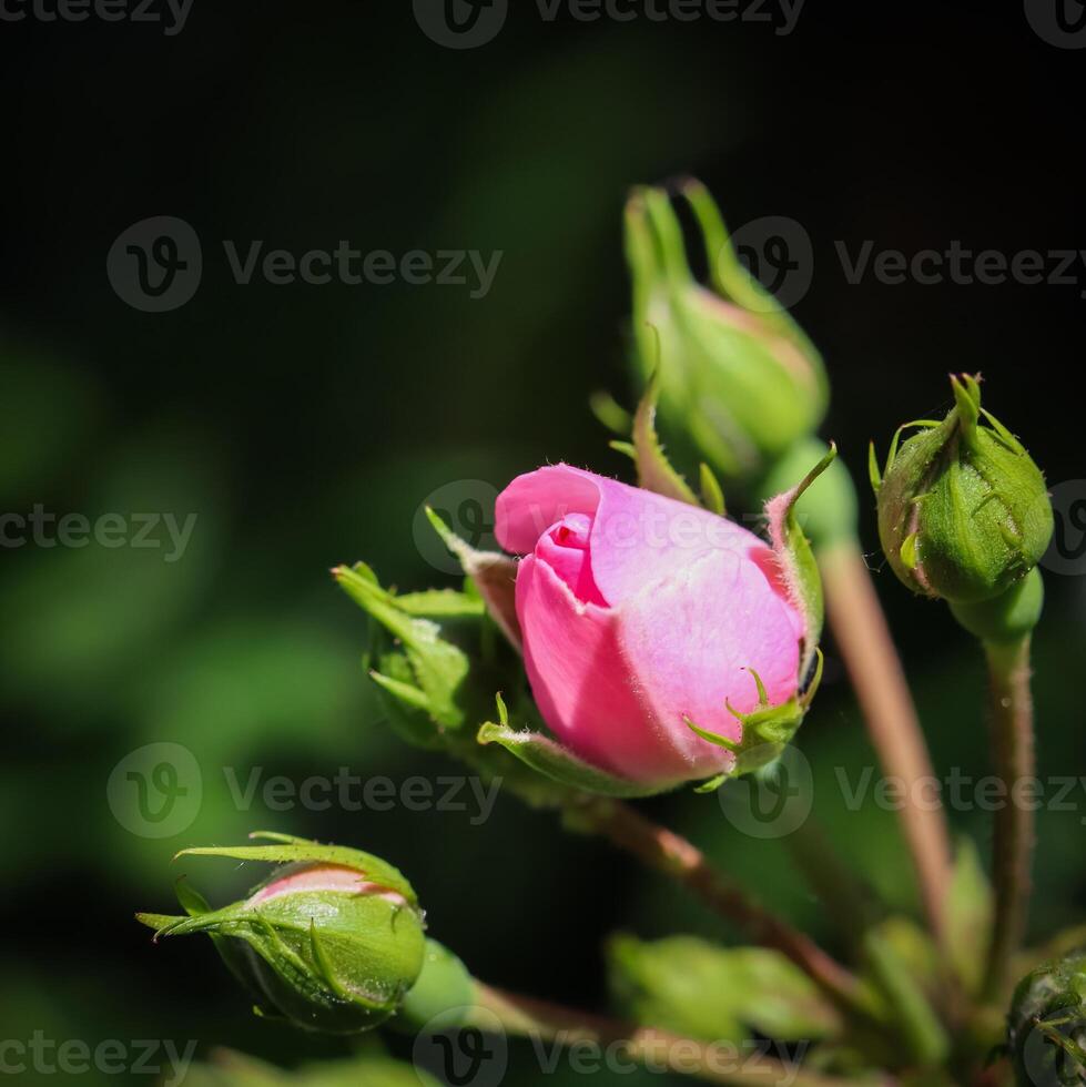 Soft pink rose and buds on dark background. Perfect for greeting cards for birthday, Valentine's Day and Mother's Day photo