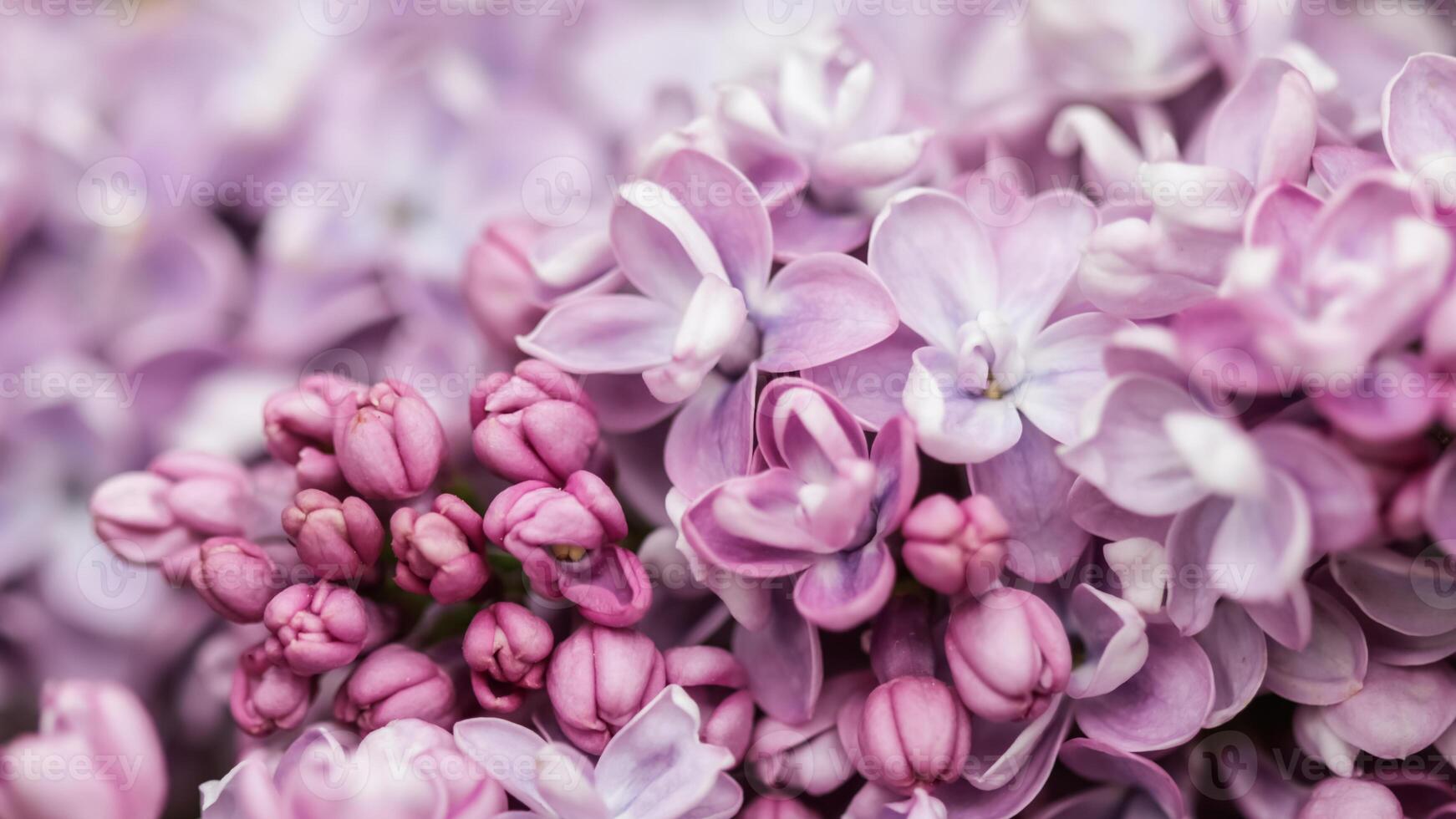 Blooming branch of purple terry Lilac in spring photo