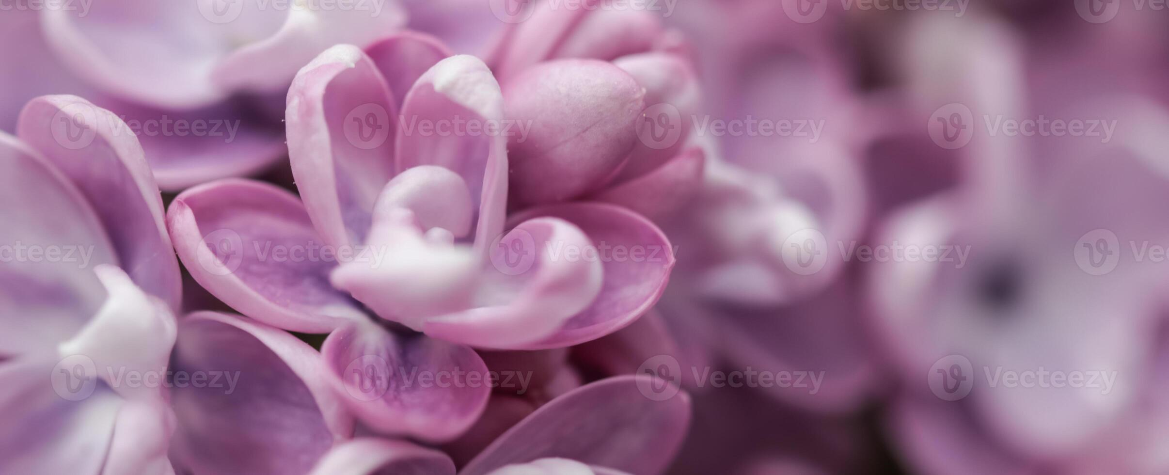 Blooming branch of purple terry Lilac in spring photo
