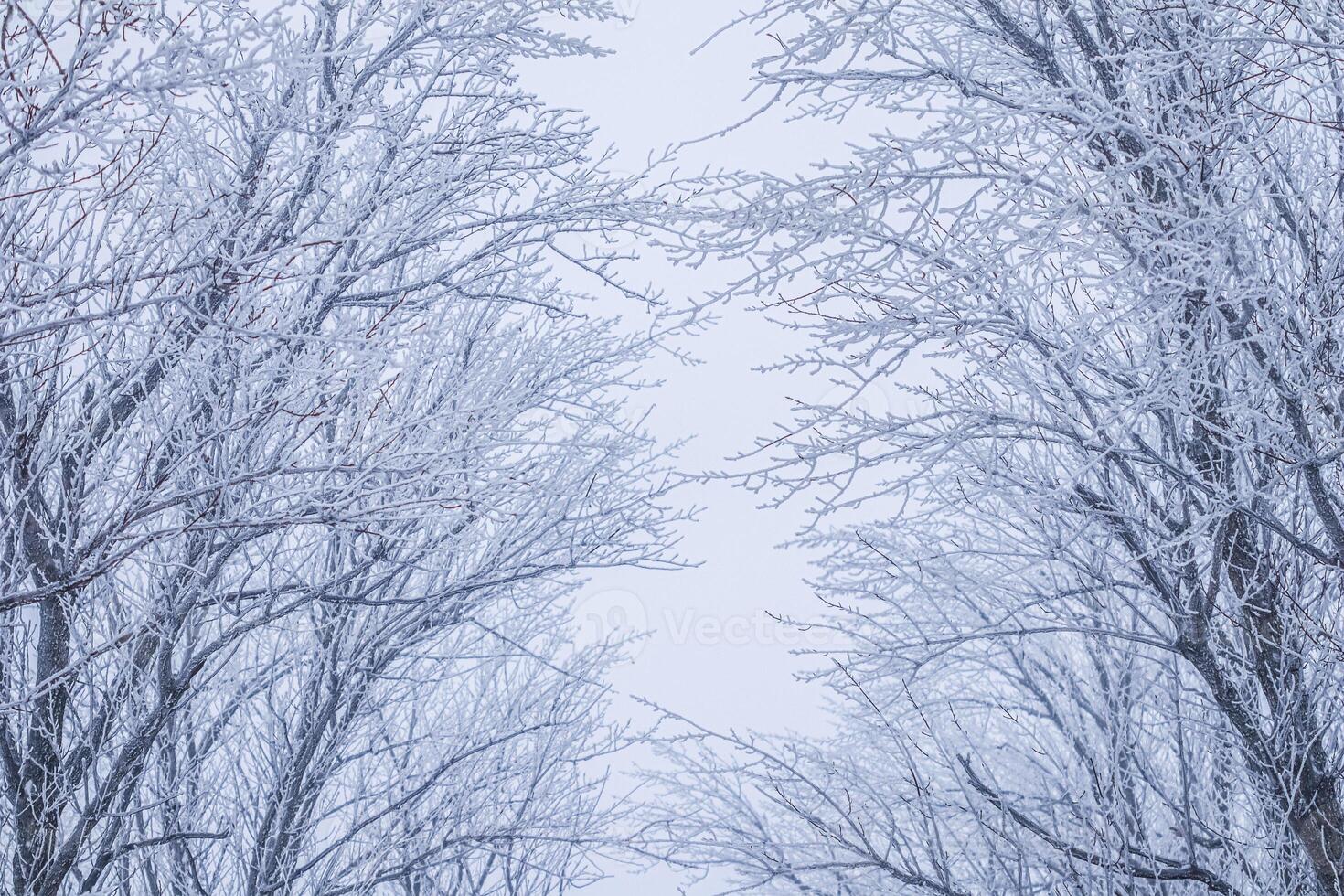 Background of tree branches covered with frost. Landscape of nature with fog and white snow photo