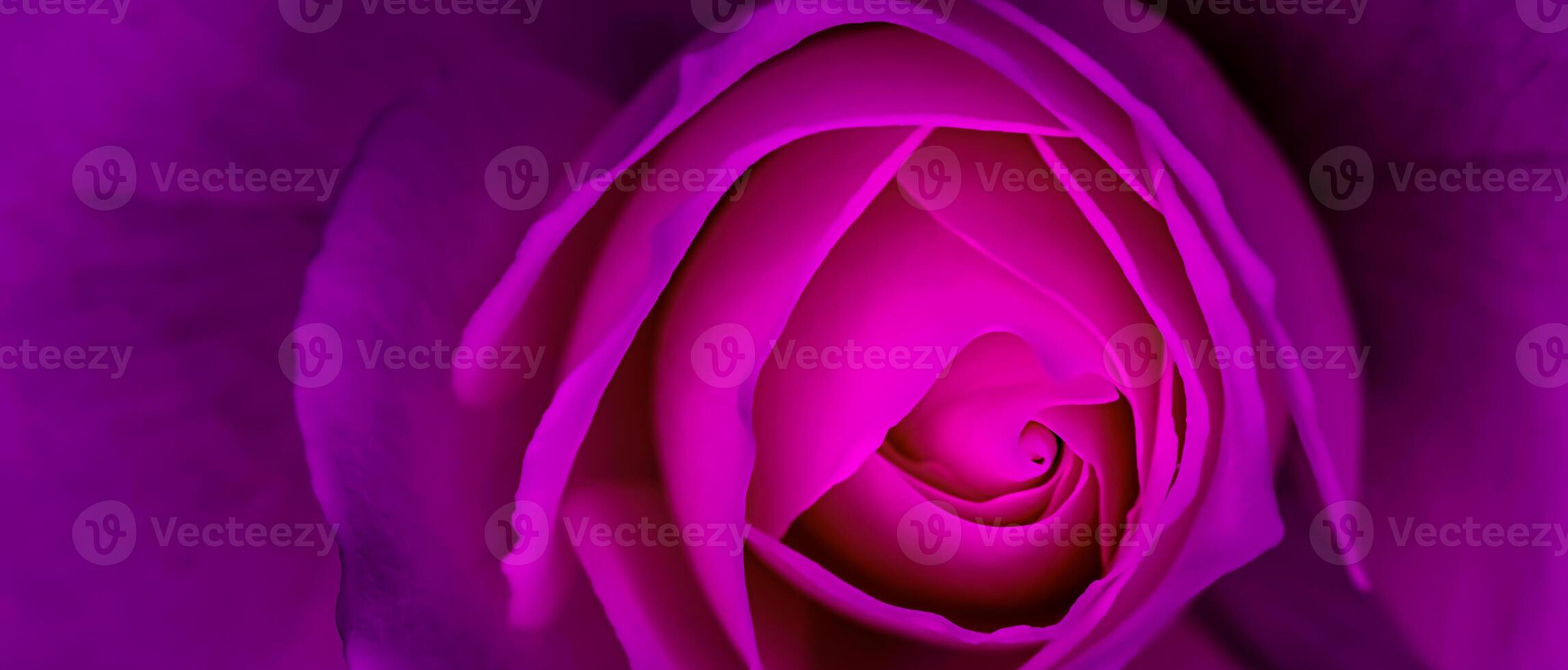 Abstract floral background, purple rose flower petals. Macro flowers backdrop for holiday design. Soft focus photo