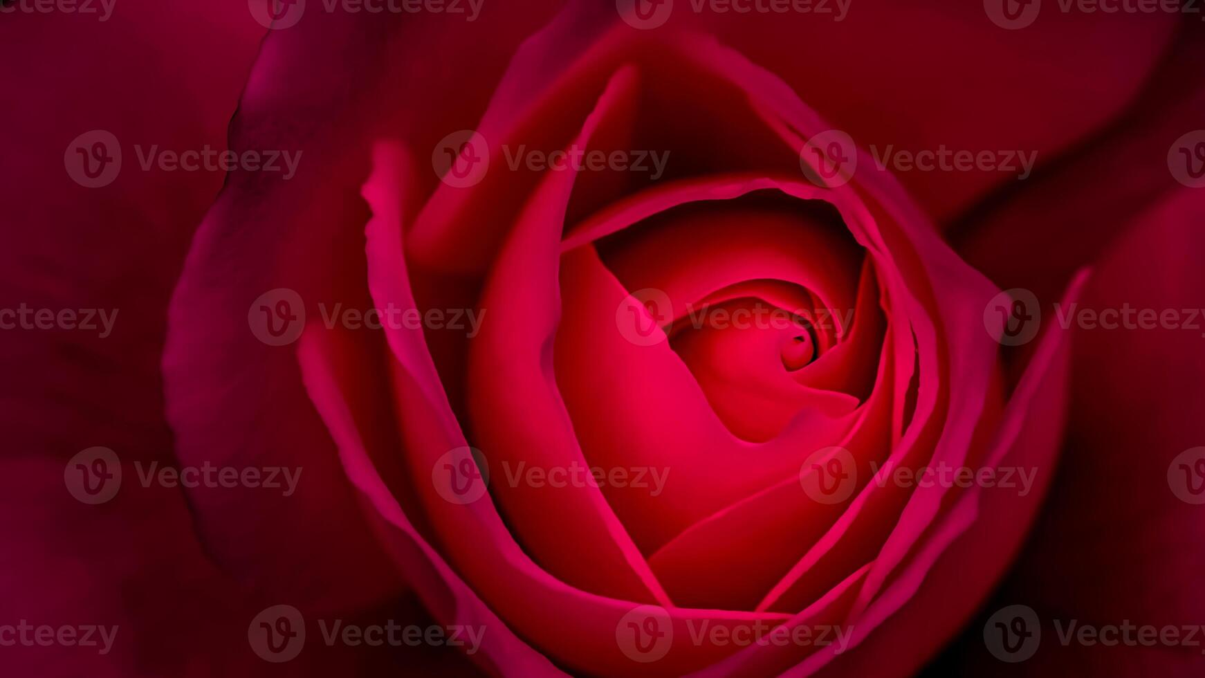 Abstract floral background, red rose flower petals. Macro flowers backdrop for holiday design. Soft focus photo
