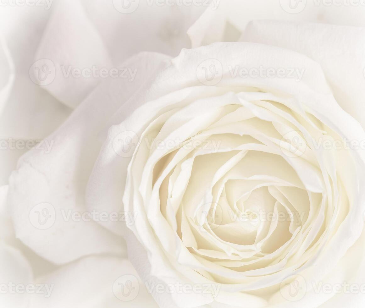 Soft focus, abstract floral background, white rose flower. Macro flowers backdrop for holiday brand design photo
