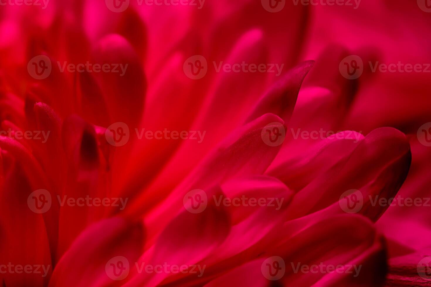 Abstract floral background, red chrysanthemum flower petals. Soft focus photo