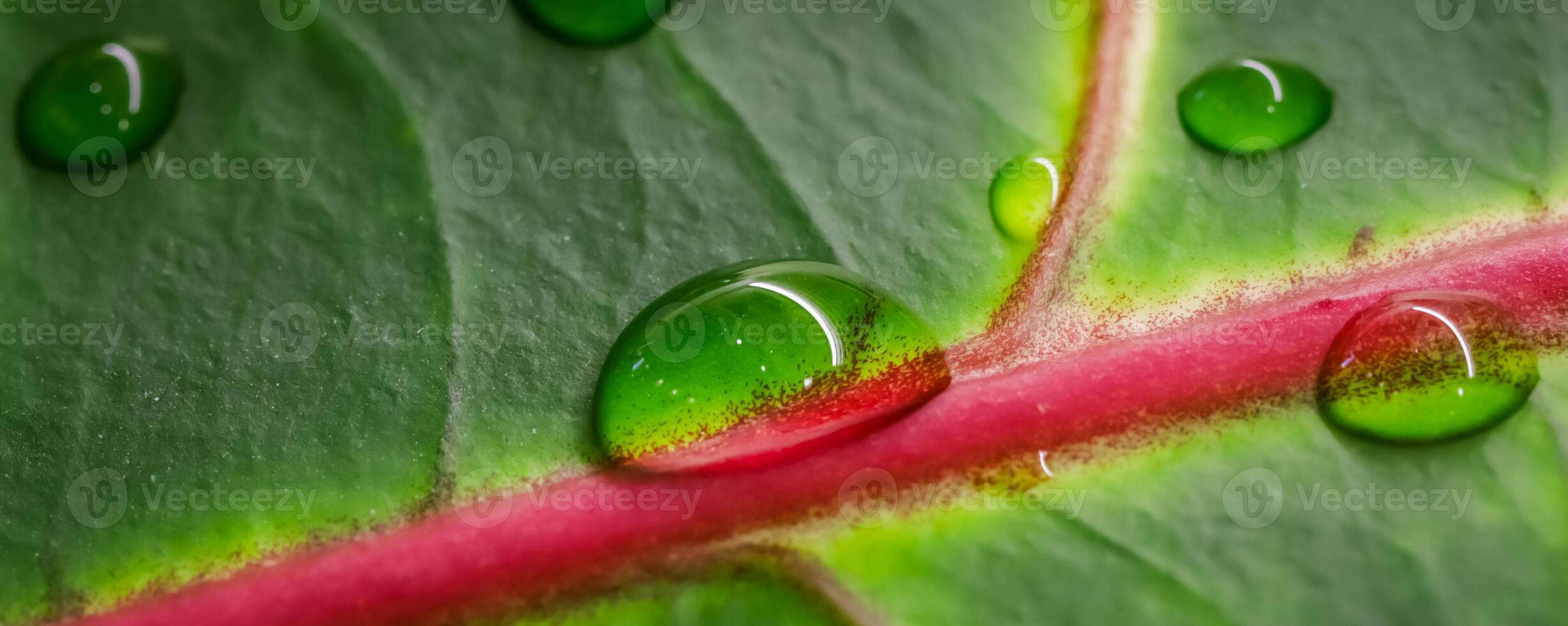 Abstract green background. Macro Croton plant leaf with water drops. Natural backdrop photo
