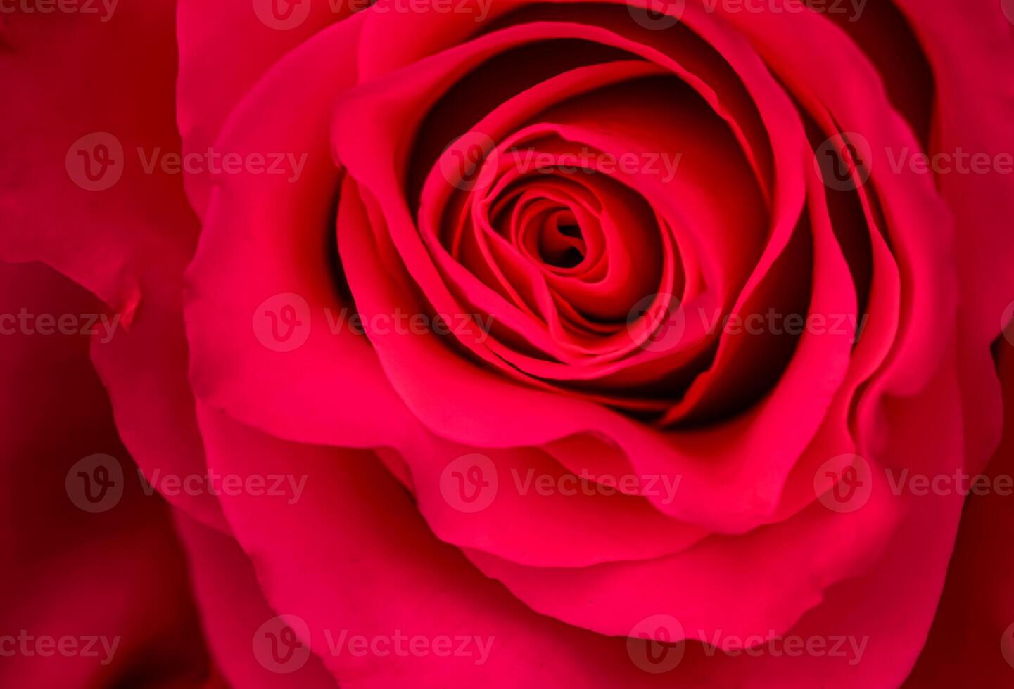 Botanical concept, invitation card - Soft focus, abstract floral background, red rose flower. Macro flowers backdrop for holiday brand design photo