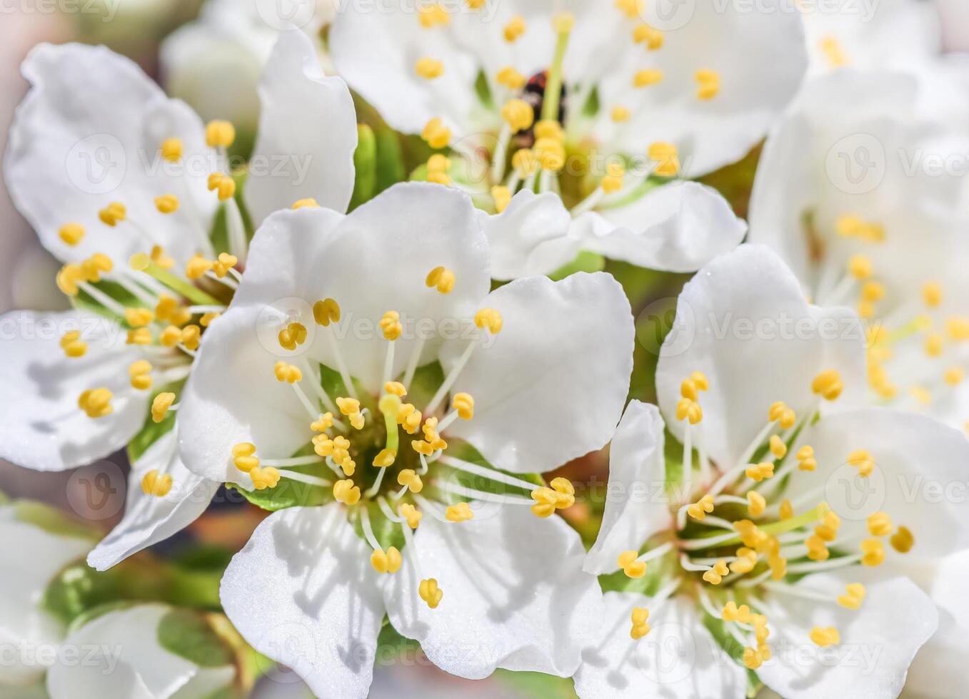 Beautiful white plum flowers in the spring garden photo
