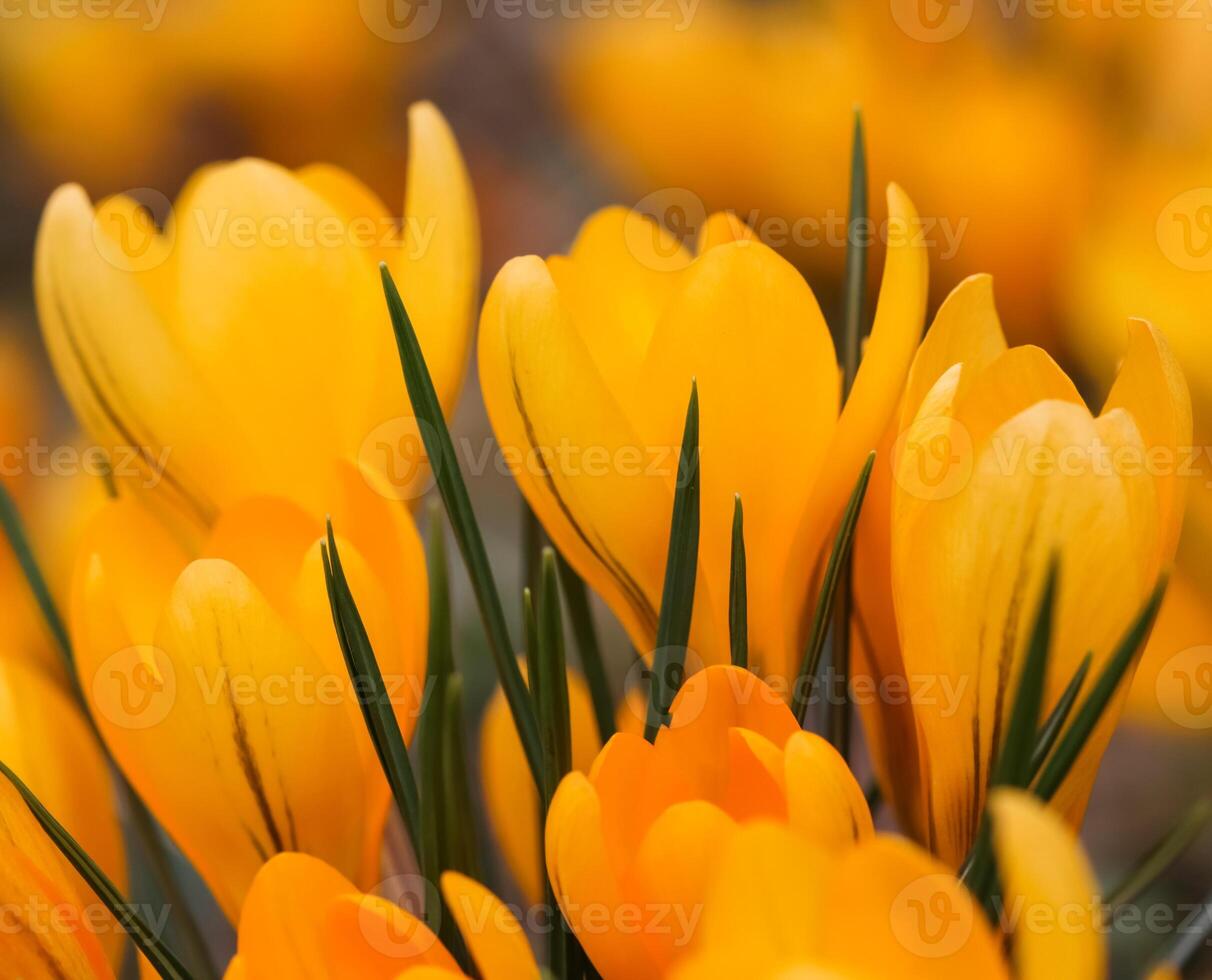 Abstract floral background, yellow crocus flowers. Macro flowers backdrop for holiday brand design photo