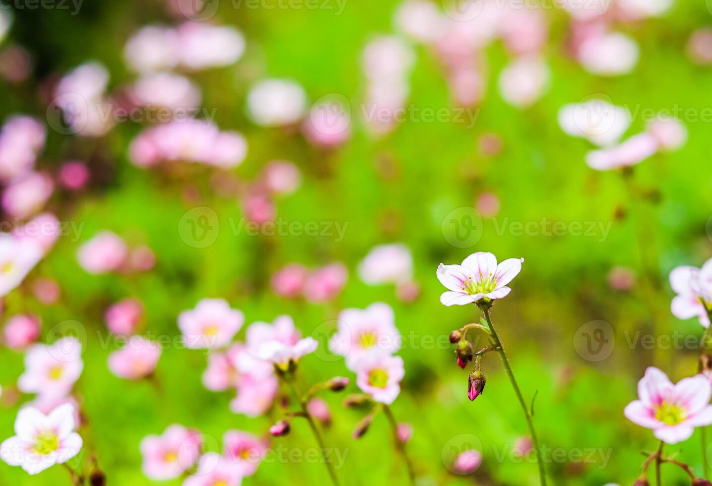 Delicate white pink flowers of Saxifrage moss in spring garden. Floral background photo