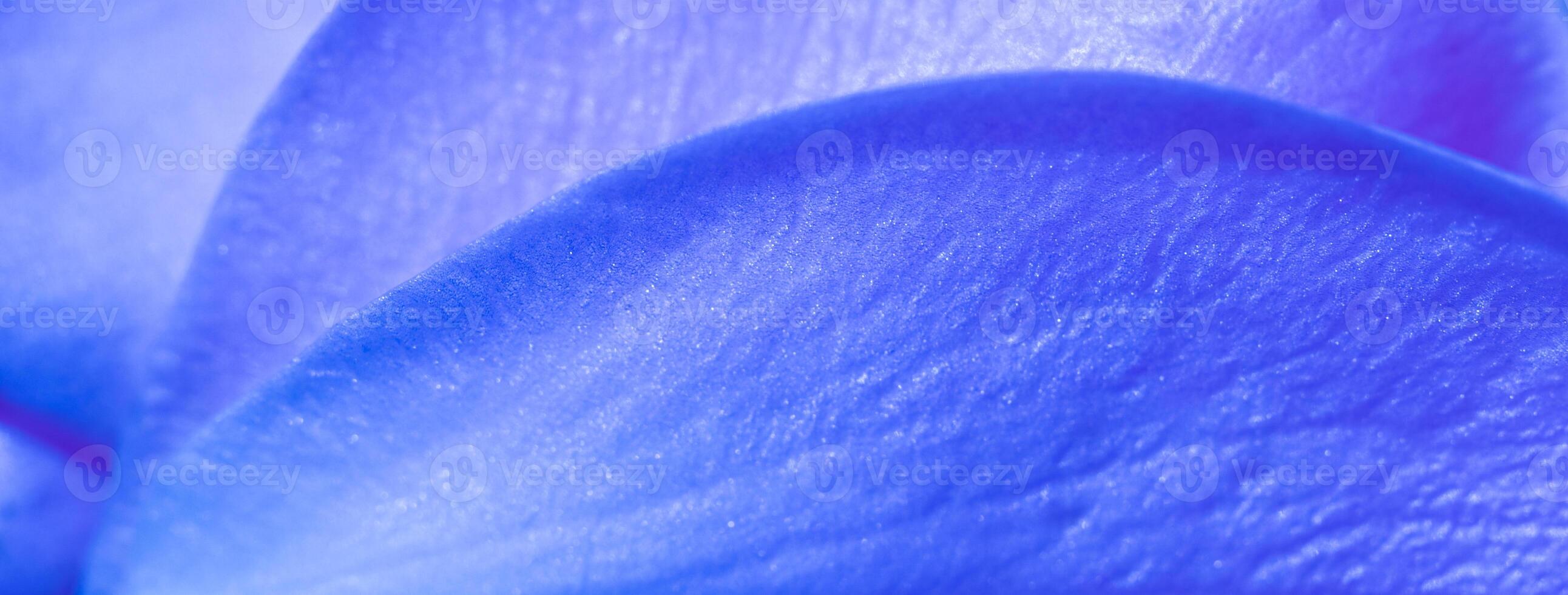 Soft focus, abstract floral background, blue rose flower petals. Macro flowers backdrop for holiday design photo