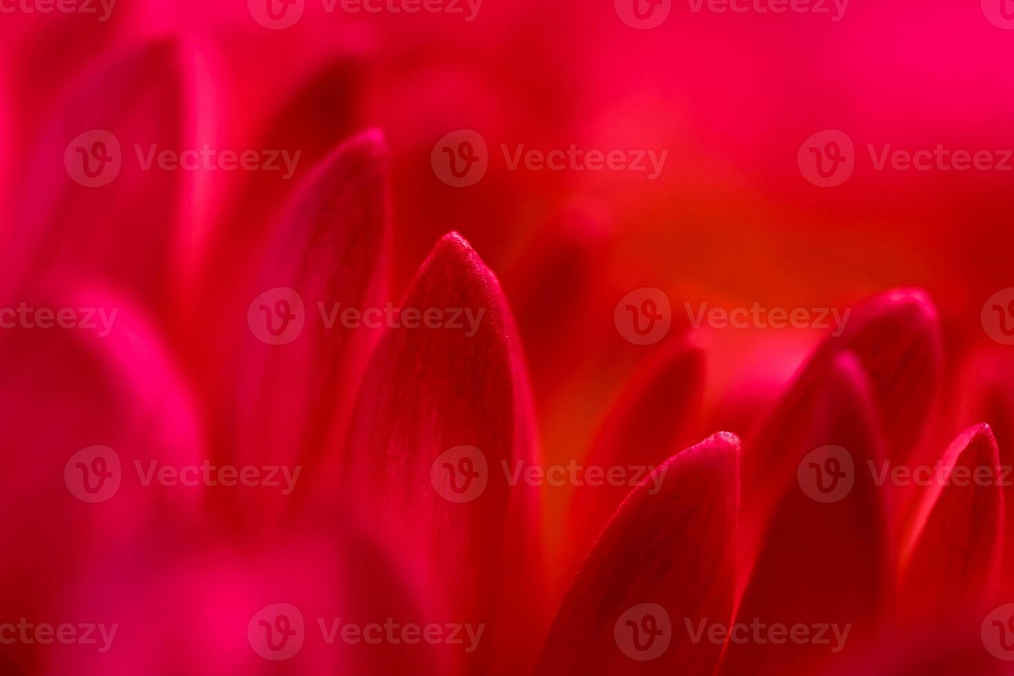 Abstract floral background, red chrysanthemum flower petals. Soft focus photo
