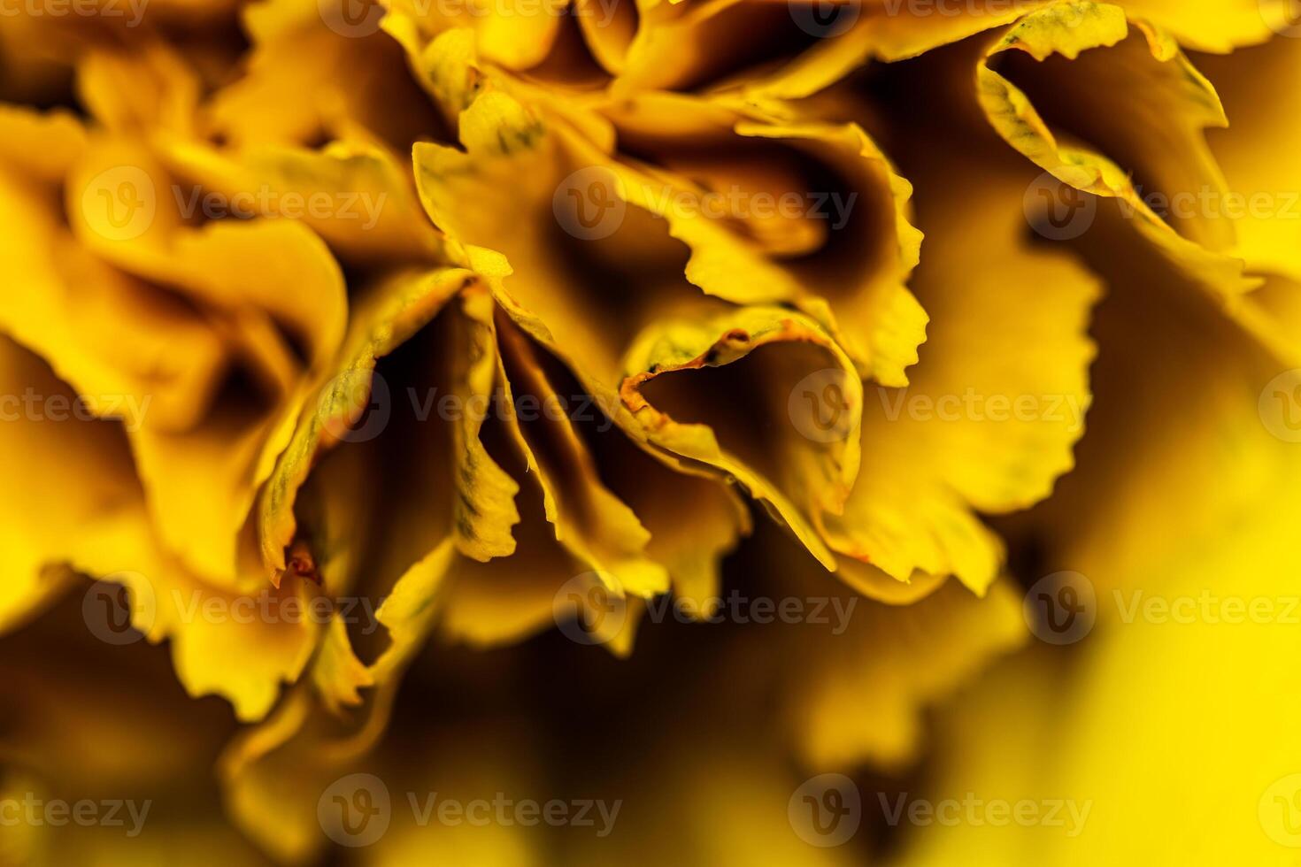 Abstract floral background, yellow carnation flower petals. Macro flowers backdrop for holiday brand design photo