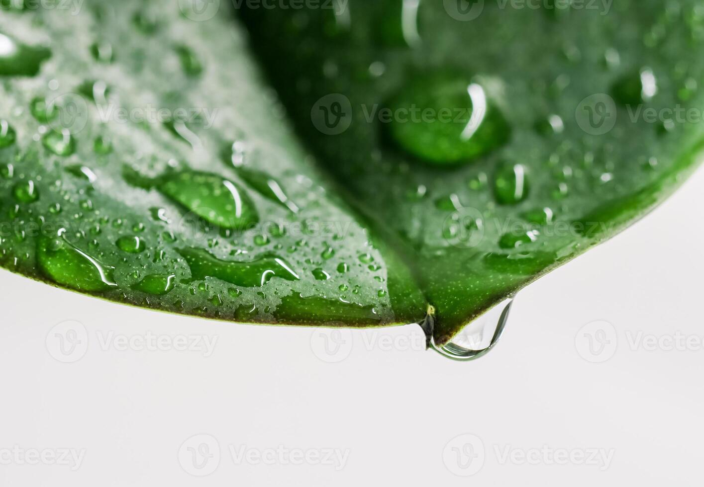 Natural background. Macro green leaf with water drops photo