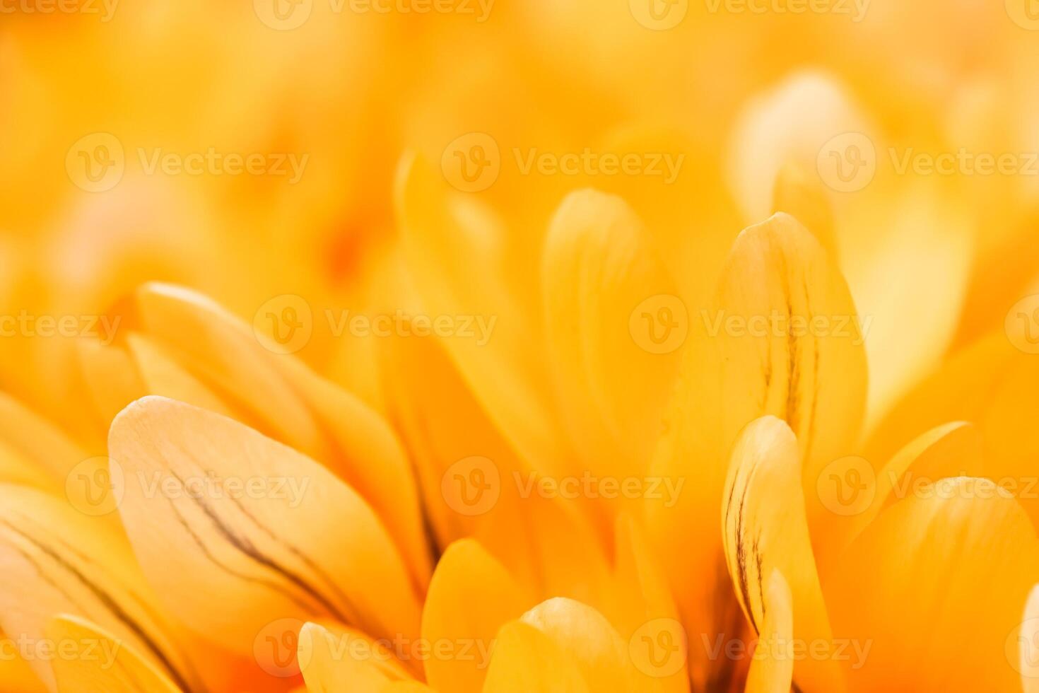 Yellow crocus flowers. Macro floral background for holiday design photo
