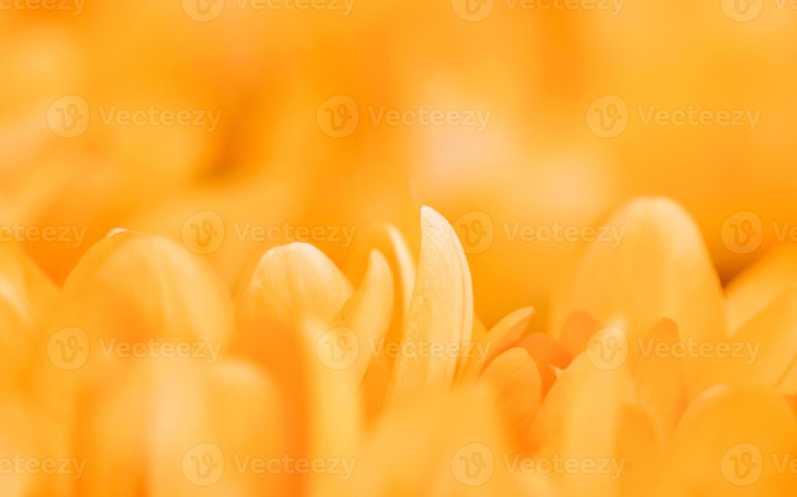Yellow crocus flowers. Macro floral background for holiday design photo