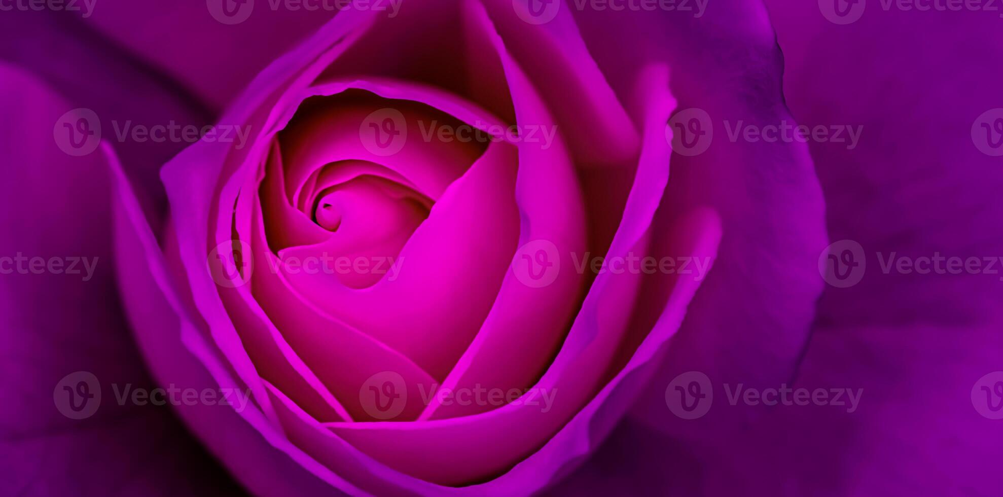 Abstract floral background, purple rose flower petals. Macro flowers backdrop for holiday design. Soft focus photo