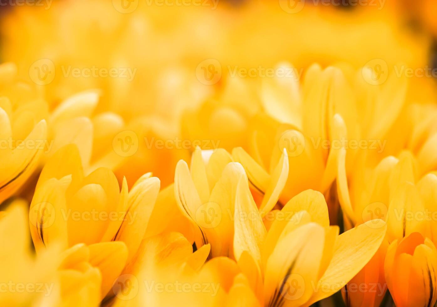 Yellow crocus flowers. Macro floral background for holiday design photo
